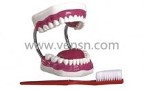 牙护理保健模型(28颗牙，放大5倍)