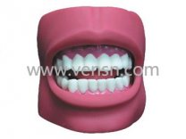牙护理保健模型(带脸颊，自然大)