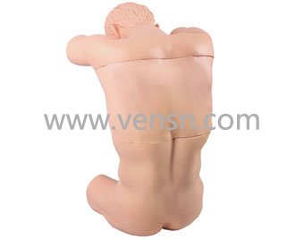 VS-CK812胸腔(背部)穿刺训练模型