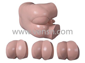VS-LV39高级直肠指诊检查模型
