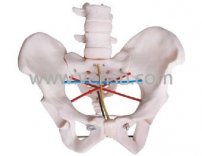 骨盆测量示教模型
