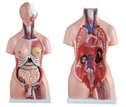  男、女两性人体半身躯干模型(85cm/23件)