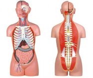  无性人体开背式半身躯干模型(85cm/17件)