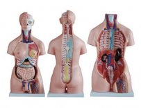 男、女两性人体半身躯干模型(85cm/40件)